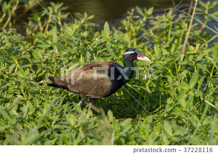 Bronze-winged Jacana bird walking in the nature 37228116