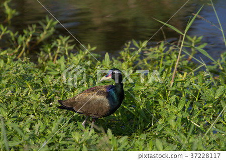 Bronze-winged Jacana bird walking in the nature 37228117