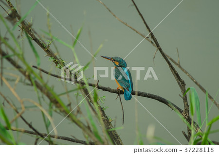 Common kingfisher perching on the branch Common kingfisher perching on the branch 37228118