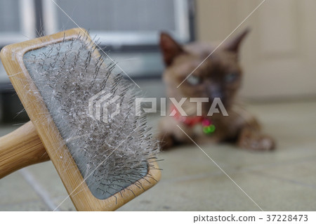 Cat skin and hair on brush after grooming. Cat skin and hair on brush after grooming. 37228473