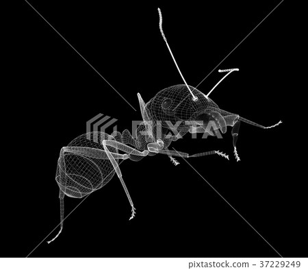 ant in wire carcass ant in wire carcass 37229249