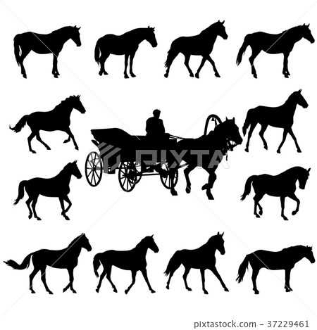 Illustration of horse silhouettes isolated  white 37229461