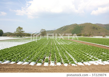 A field of highland lettuce cultivated on the farmland of Yatsugatake, Nagano Prefecture, Minamimaki Village Nobeyama Plateau where lettuce production is active 37229874