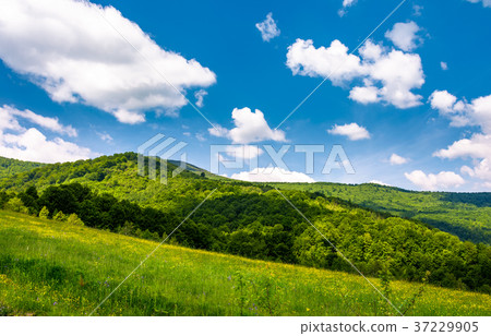grassy fields at the foot of Pikui mountain 37229905