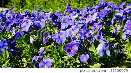 the flowers and garden the flowers and garden 37230079