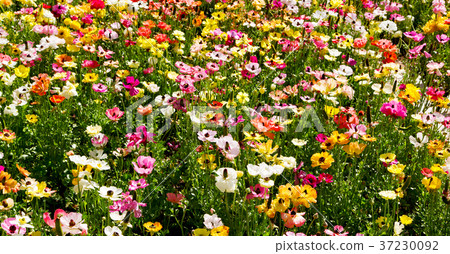 the flowers and garden the flowers and garden 37230092