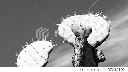 in south africa cloud sky and cactus 37230102
