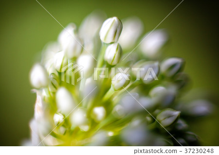 Onion flower macro 37230248