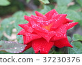 滴紅玫瑰 37230376