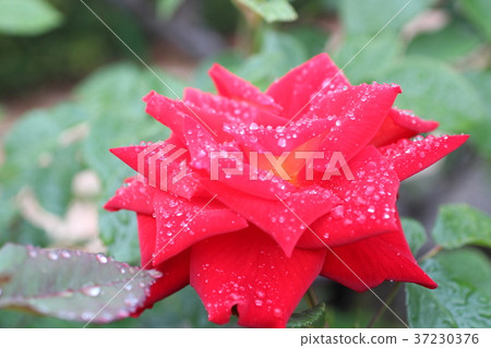 Dripping red rose 37230376
