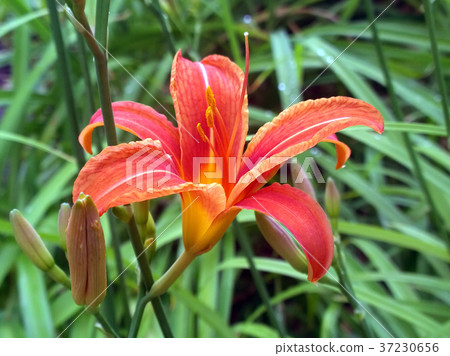 Liliya Daurskaya red-orange 37230656