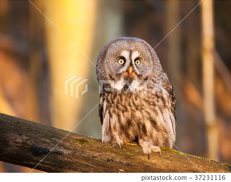 Lapland owl in forest on branch - Strix nebulosa Lapland owl in forest on branch - Strix nebulosa 37231116