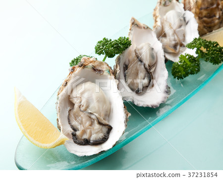 Oyster Oyster 37231854