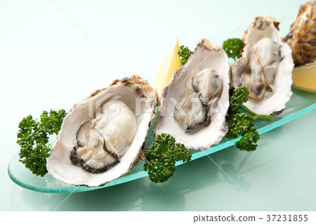 Oyster 37231855