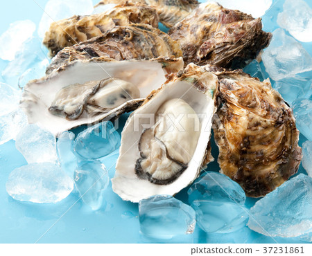 Oyster Oyster 37231861