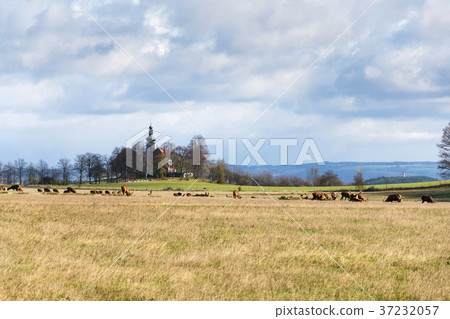 Deer herd, sunny autumn day, church background 37232057
