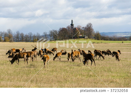 Deer herd, sunny autumn day, church background 37232058