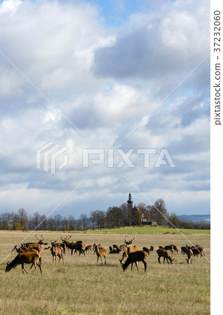 Deer herd, sunny autumn day, church background 37232060