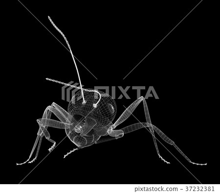ant in wire carcass 37232381