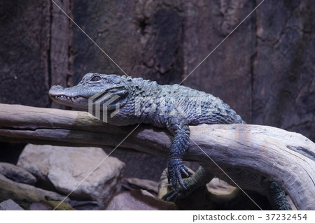 Alligator crocodile reptile china Alligator crocodile reptile china 37232454