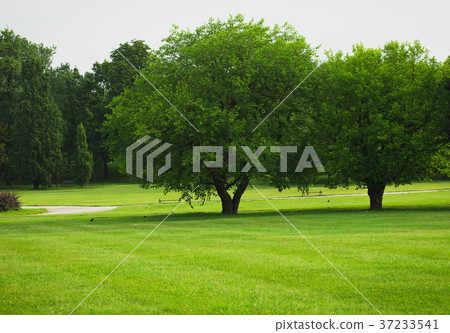 trees on an empty green lawn 37233541