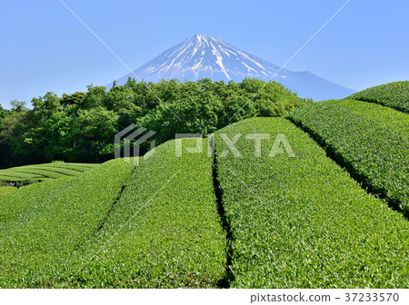 Iwamotoyama-333 220的春天風景 37233570