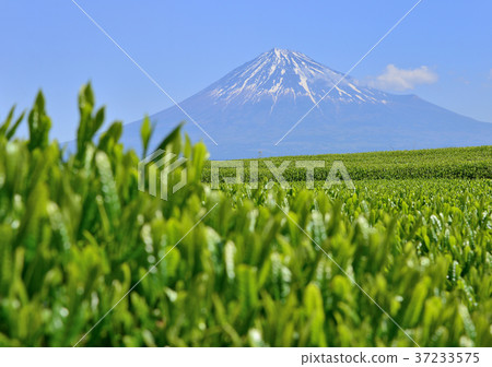 Iwamotoyama-333 225的春天風景 37233575