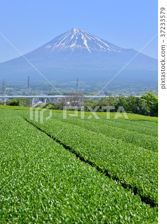 Iwamotoyama-333 230的春天風景 37233579