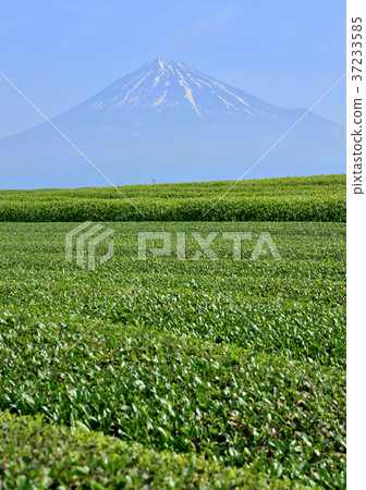 Iwamotoyama-333236的春天風景 37233585