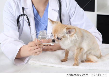 RF photo - Petconomy, a veterinarian and animals 284 37234156