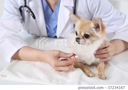 RF photo - Petconomy, a veterinarian and animals 290 37234167
