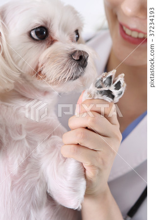 RF photo - a veterinarian and animals 219 37234193