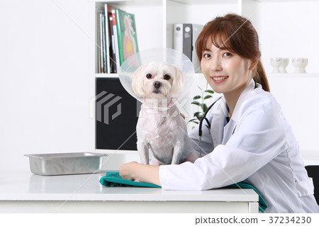 RF photo - a veterinarian is curing animals 229 37234230
