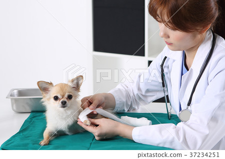 RF photo - a veterinarian is curing animals 223 37234251