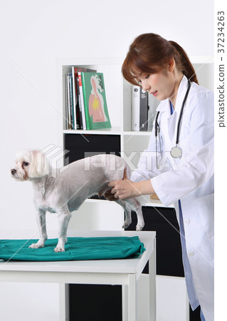 RF photo - a veterinarian is curing animals 237 RF photo - a veterinarian is curing animals 237 37234263