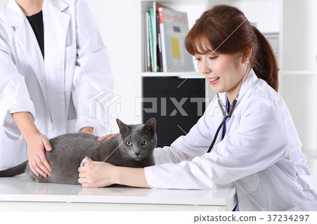 RF photo - a veterinarian examine animal with a stethoscope187 RF photo - a veterinarian examine animal with a stethoscope187 37234297