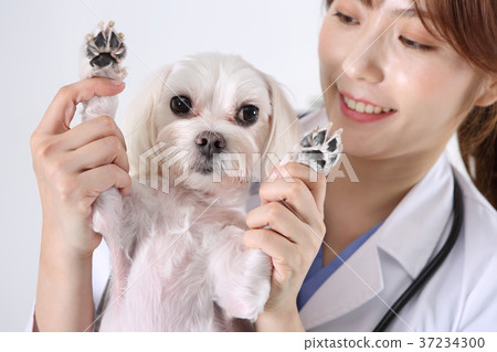 RF photo - a veterinarian and animals 220 RF photo - a veterinarian and animals 220 37234300