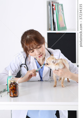 RF photo - the veterinarian are examining a dog213 RF photo - the veterinarian are examining a dog213 37234335