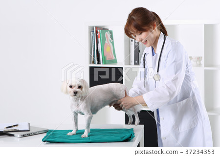 RF photo - a veterinarian is curing animals 238 RF photo - a veterinarian is curing animals 238 37234353