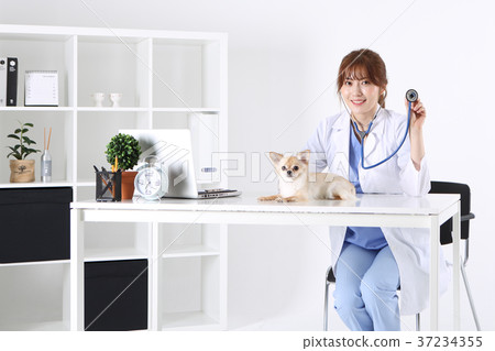 RF photo - a veterinarian examine animal with a stethoscope181 RF photo - a veterinarian examine animal with a stethoscope181 37234355