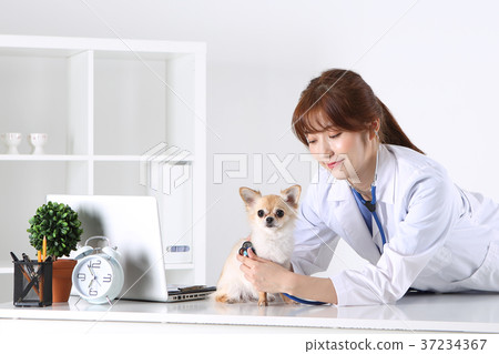 RF photo - a veterinarian examine animal with a stethoscope178 RF photo - a veterinarian examine animal with a stethoscope178 37234367