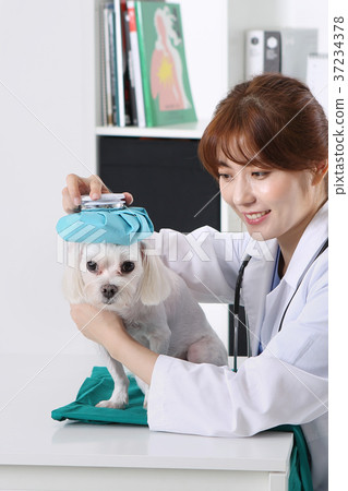 RF photo - a veterinarian is curing animals 230 37234378