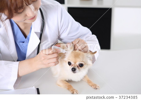 RF photo - the veterinarian are examining a dog210 RF photo - the veterinarian are examining a dog210 37234385
