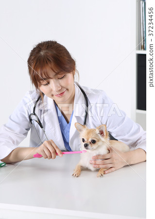 RF photo - a veterinarian brushing dog's teeth217 37234456