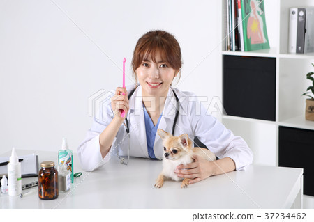 RF photo - a veterinarian brushing dog's teeth218 RF photo - a veterinarian brushing dog's teeth218 37234462