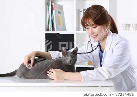 RF photo - a veterinarian examine animal with a stethoscope188 RF photo - a veterinarian examine animal with a stethoscope188 37234491