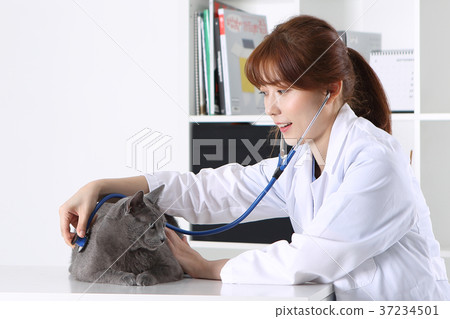RF photo - a veterinarian examine animal with a stethoscope185 RF photo - a veterinarian examine animal with a stethoscope185 37234501