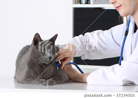 RF photo -  a veterinarian examine animal with a stethoscope183 37234503