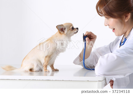 RF photo -  a veterinarian examine animal with a stethoscope176 37234518