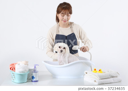 RF photo - Pet economy, Pet Beautician is caring a dog 061 37234635